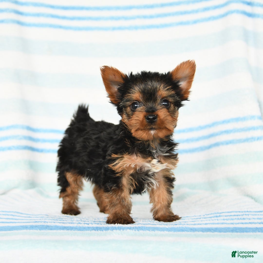 Yorkshire Terrier dogs for sale: Yorkshire Terrier 4 puppies - Image 11