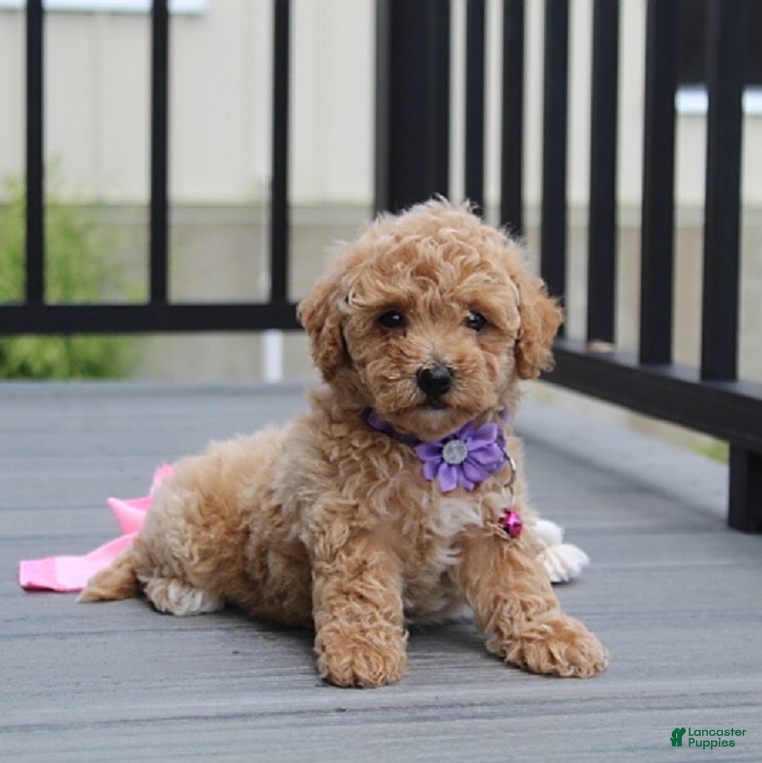Bichpoo dogs for sale: Addison - Image 7
