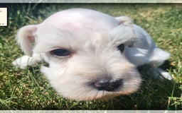 Miniature Schnauzer dogs for sale: Herbert - Image 5