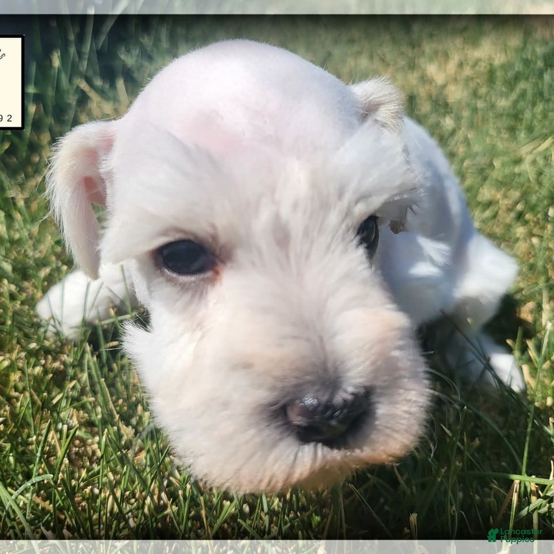 Miniature Schnauzer dogs for sale: Herbert - Image 5