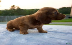 Miniature Dachshund dogs for sale: Otis - Image 4
