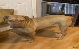 Presa Canario dogs for sale: Ferrari - Image 8