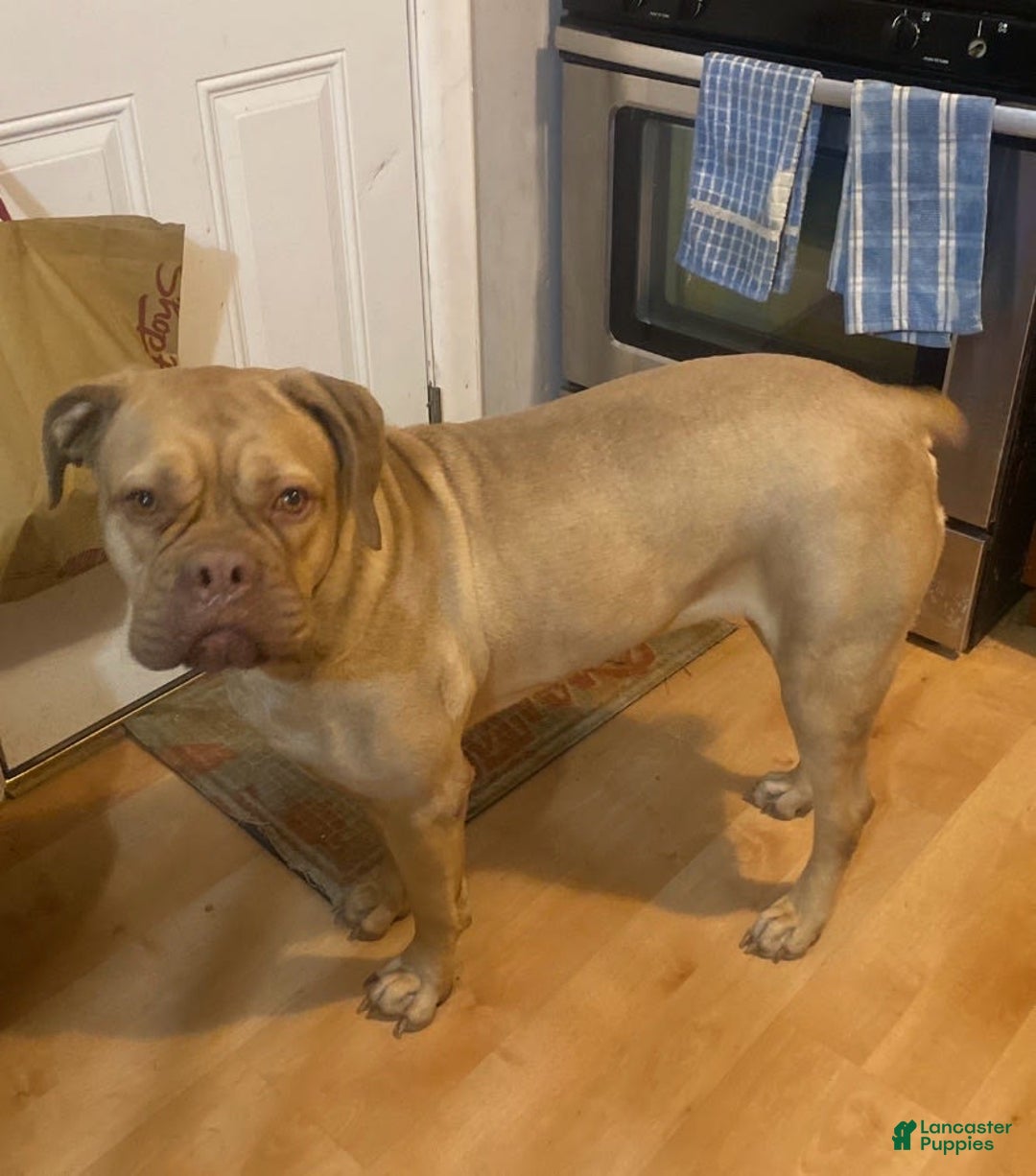 Presa Canario dogs for sale: Ferrari - Image 8