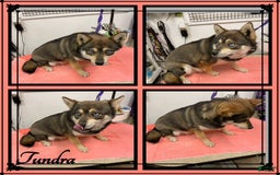 Alaskan Klee Kai dogs for sale: Nugget - Image 4