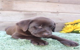 Labrador Retriever dogs for sale: Bonnie - Image 7