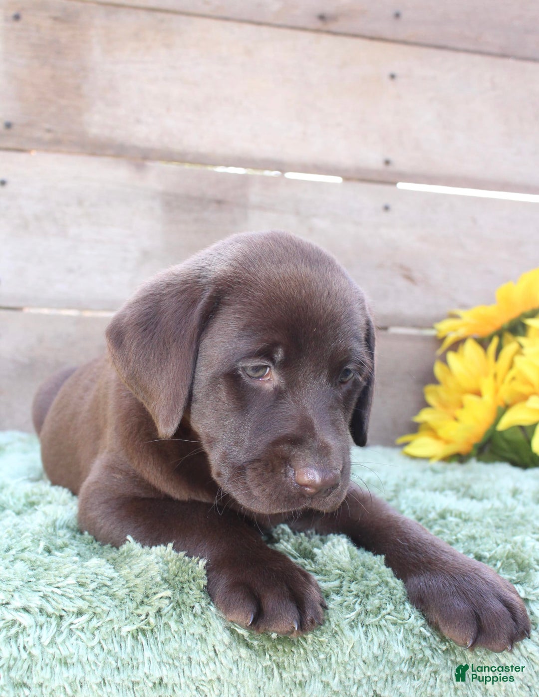 Labrador Retriever dogs for sale: Bonnie - Image 7