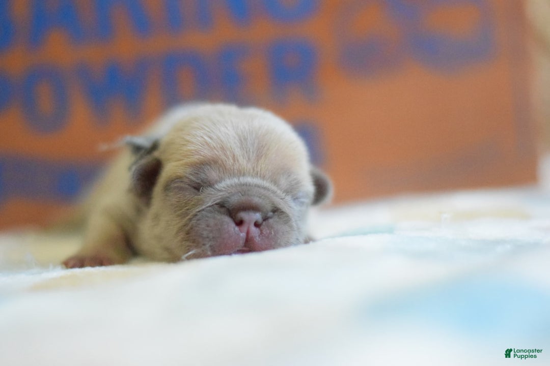 French Bulldog dogs for sale: Grey collar - Image 2