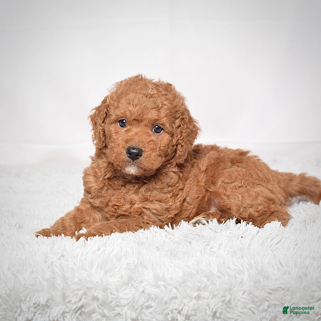 Mini Goldendoodle dogs for sale: Petite Scotty - Image 4