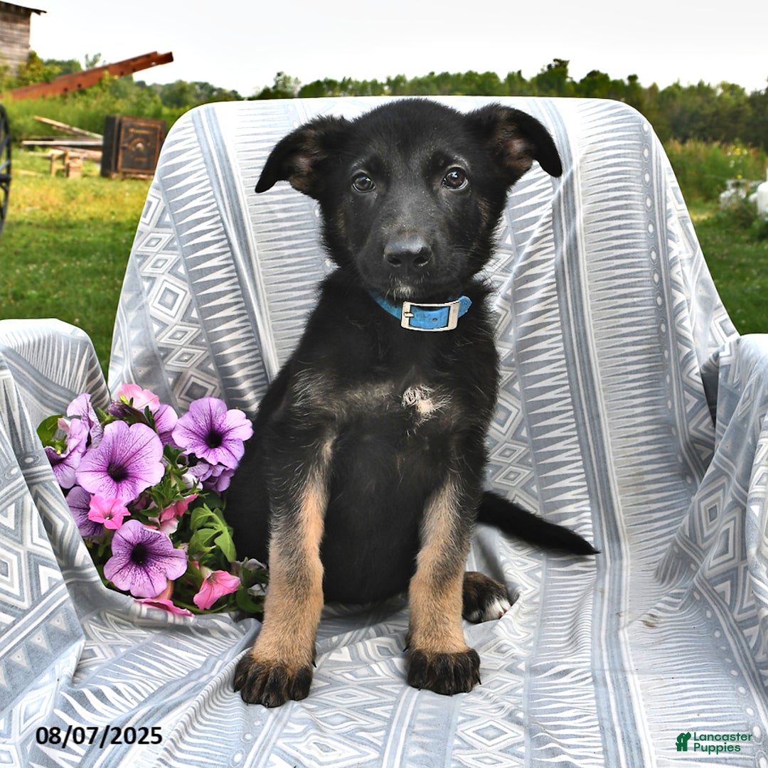 German Shepherd dogs for sale: Delilah - Image 1