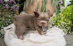 French Bulldog dogs for sale: Pearl - Image 12
