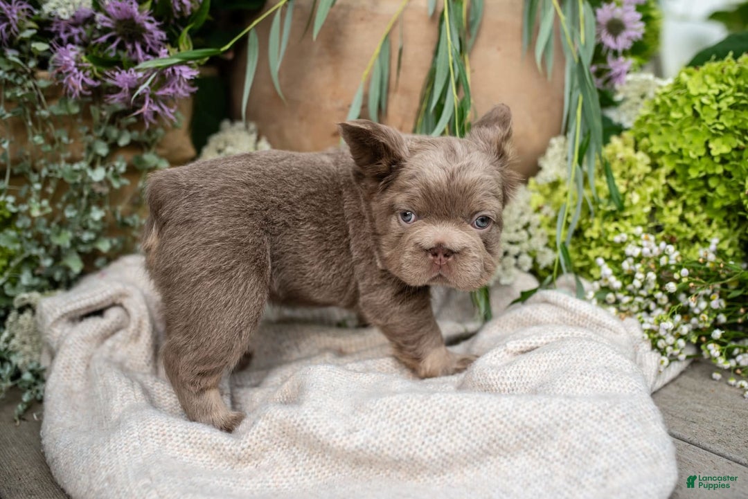 French Bulldog dogs for sale: Pearl - Image 12
