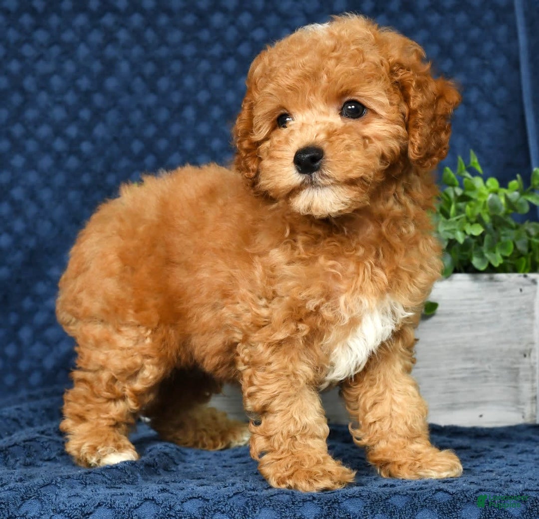 Cockapoo dogs for sale: Douglas - Image 3