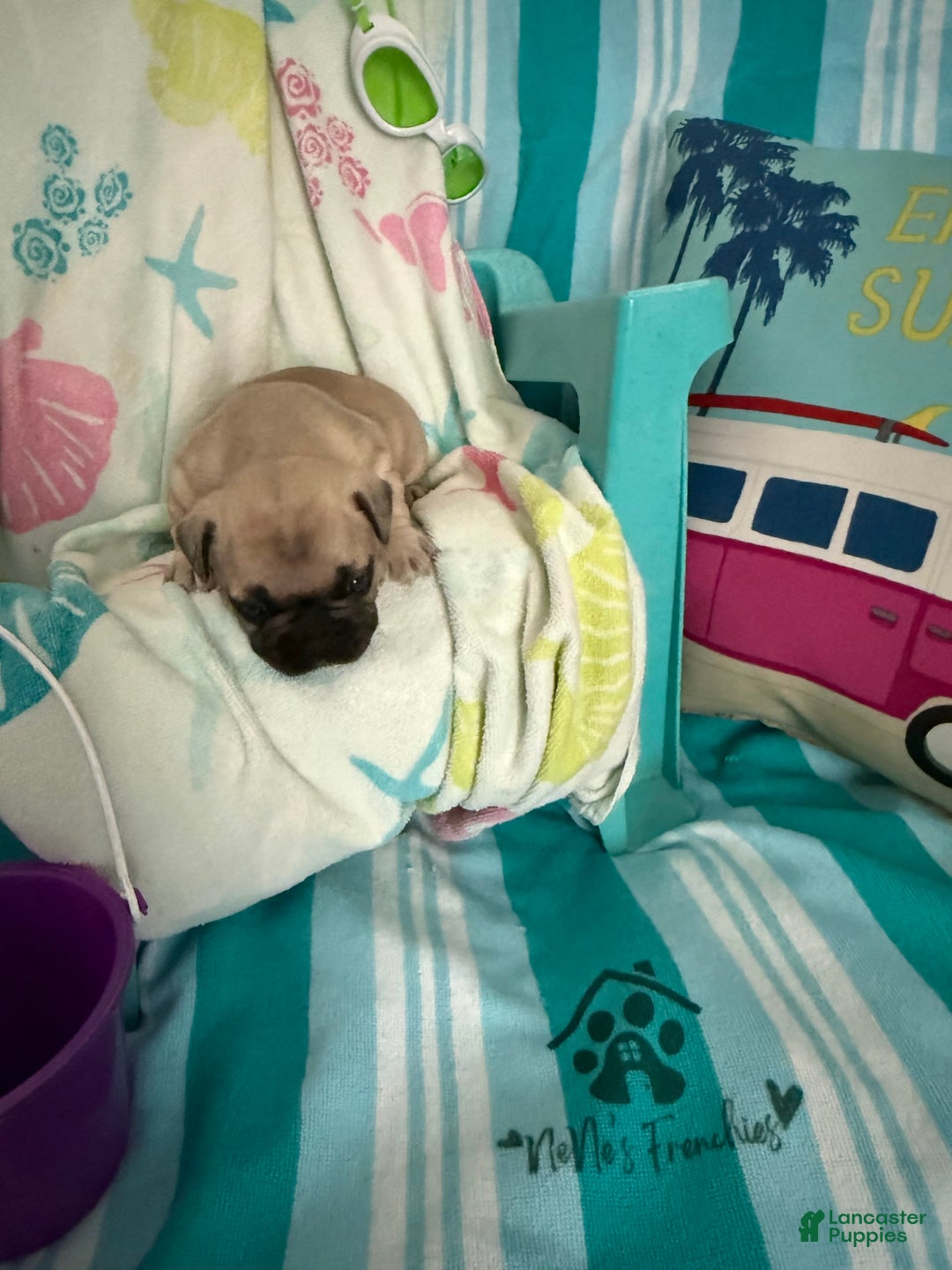 French Bulldog dogs for sale: Akc Fawn Black Mask - Image 8