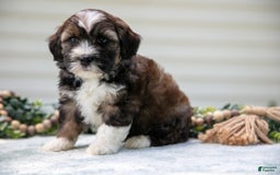 Mini Aussiedoodle dogs for sale: Ranger - Image 2