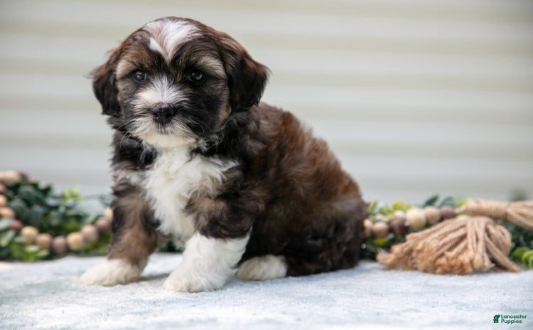 Mini Aussiedoodle dogs - Advert 22