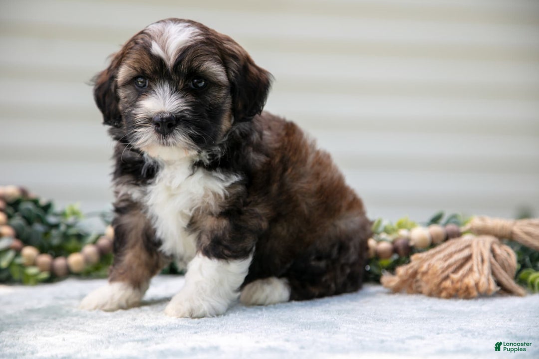 Mini Aussiedoodle dogs for sale: Ranger - Image 2