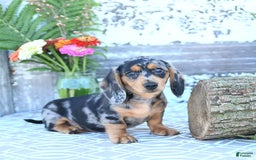 Miniature Dachshund dogs for sale: Tommy - Image 9