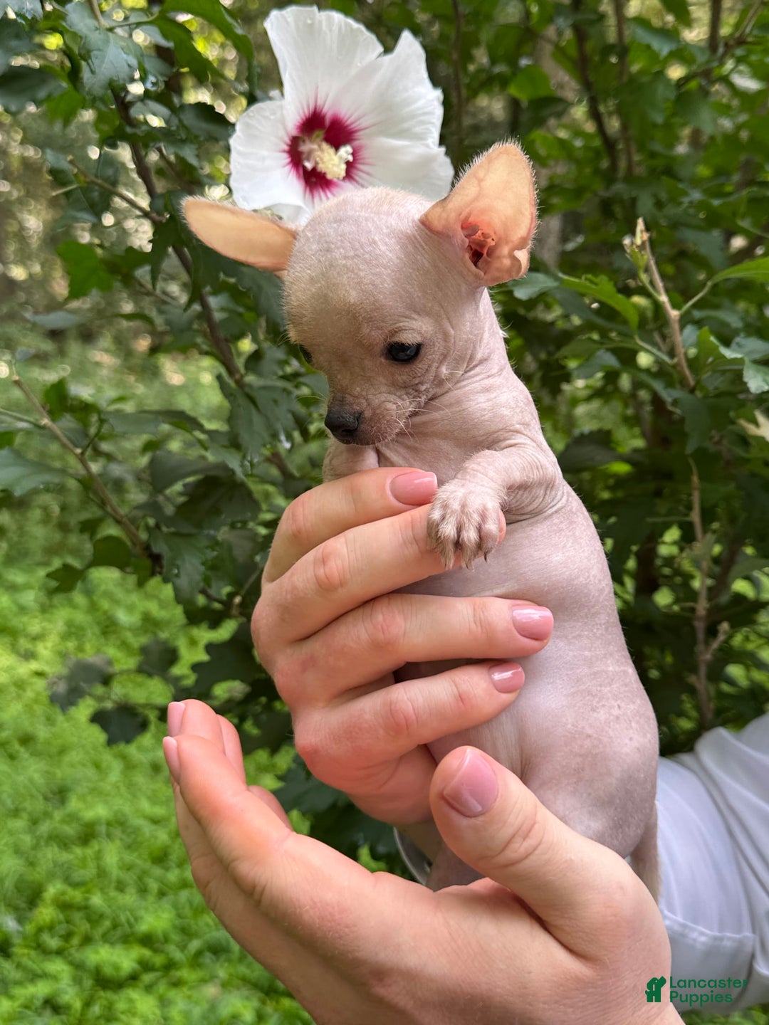 Chihuahua dogs for sale: Carinia - Image 3