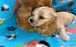 Cavapoo dogs for sale: Male 2 Bruno Jr - Image 12