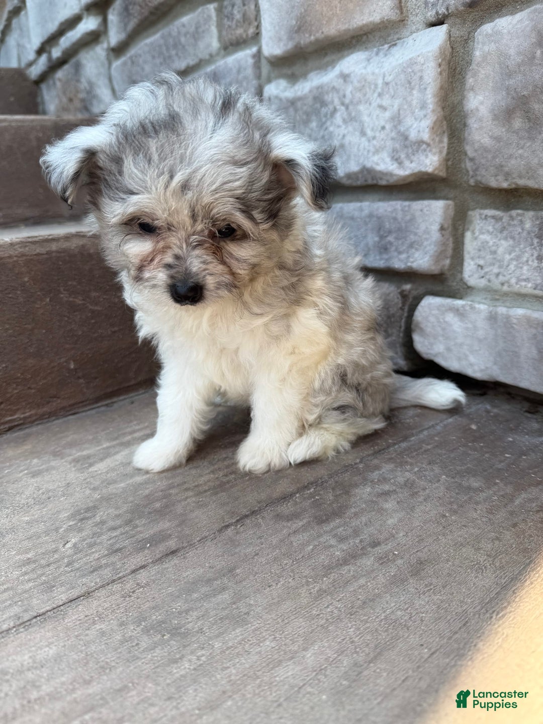 Pomapoo dogs for sale: Mason - Image 11