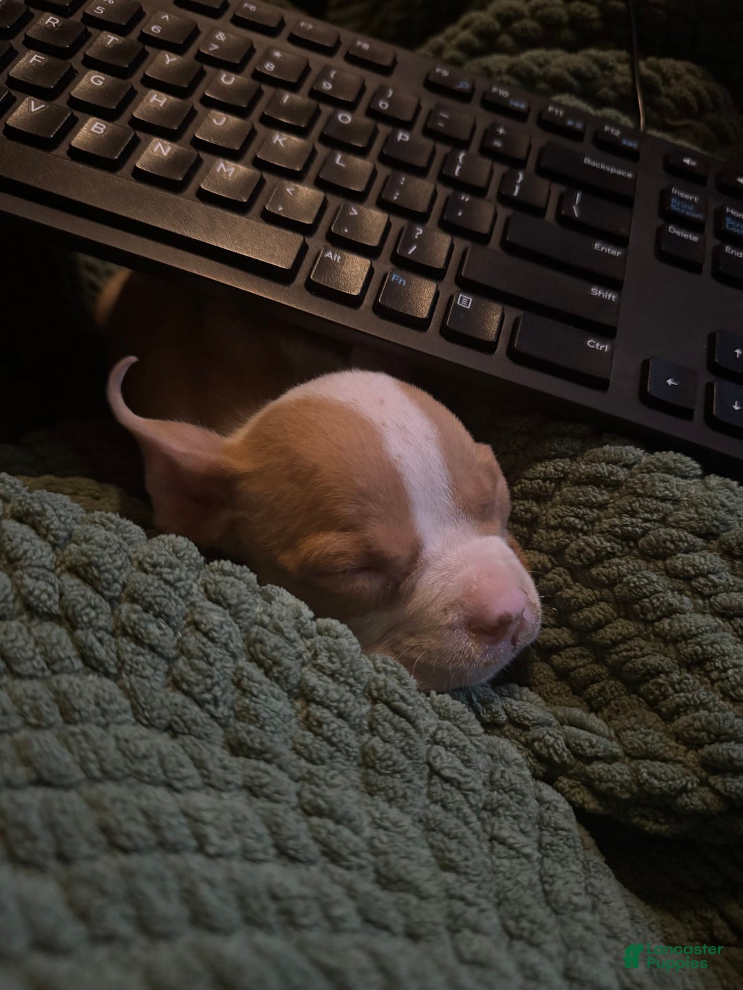 American Bully dogs for sale: Baby Zee - Image 1