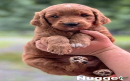 Goldendoodle dogs for sale: Nugget - Image 3