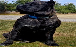 Cane Corso dogs for sale: Light Pink - Image 3