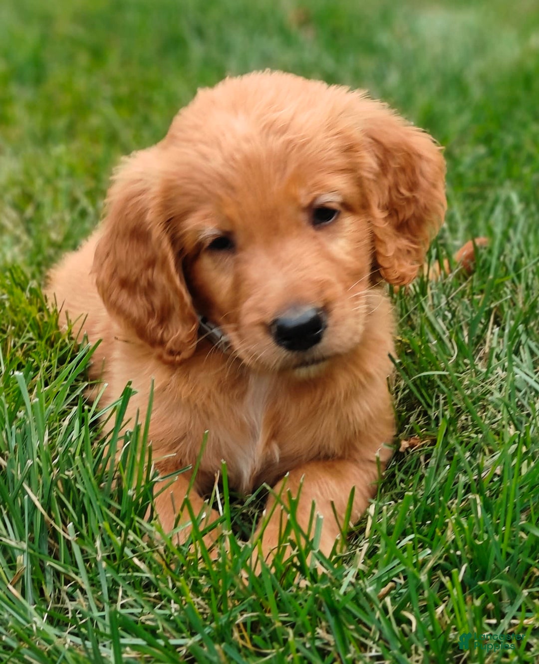 Goldendoodle dogs for sale: Rocky - Image 11