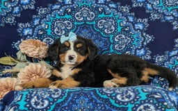 Bernese Mountain Dog dogs for sale: Gemini - Image 2