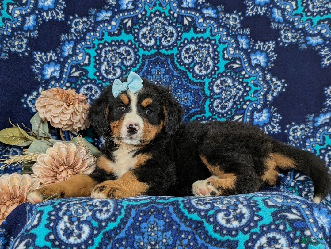 Bernese Mountain Dog dogs for sale: Gemini - Image 2