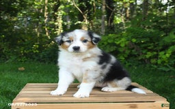 Australian Shepherd dogs for sale: Angel - Image 2