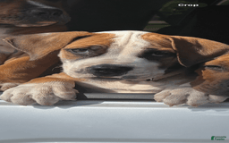 South African Boerboels dogs for sale: Bray - Image 4