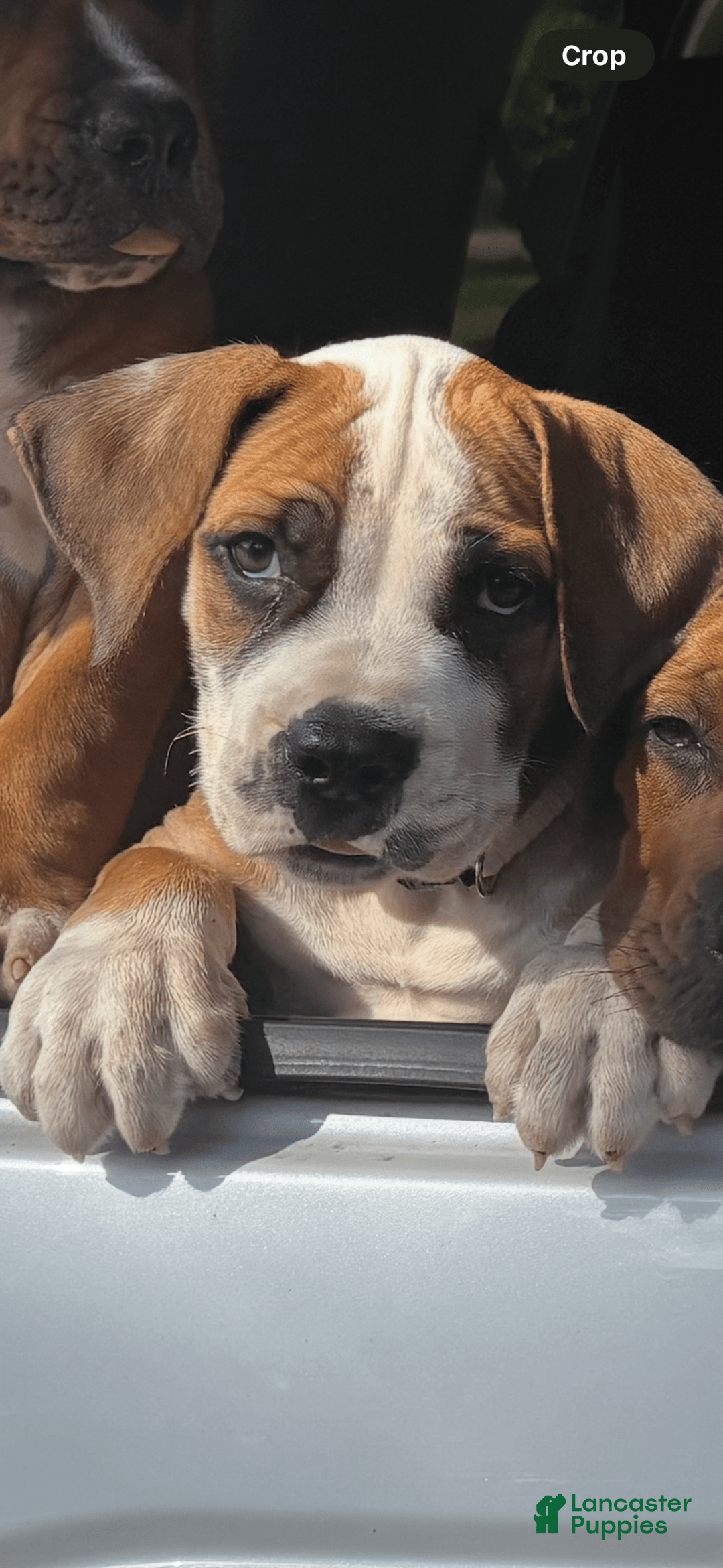 South African Boerboels dogs for sale: Bray - Image 4