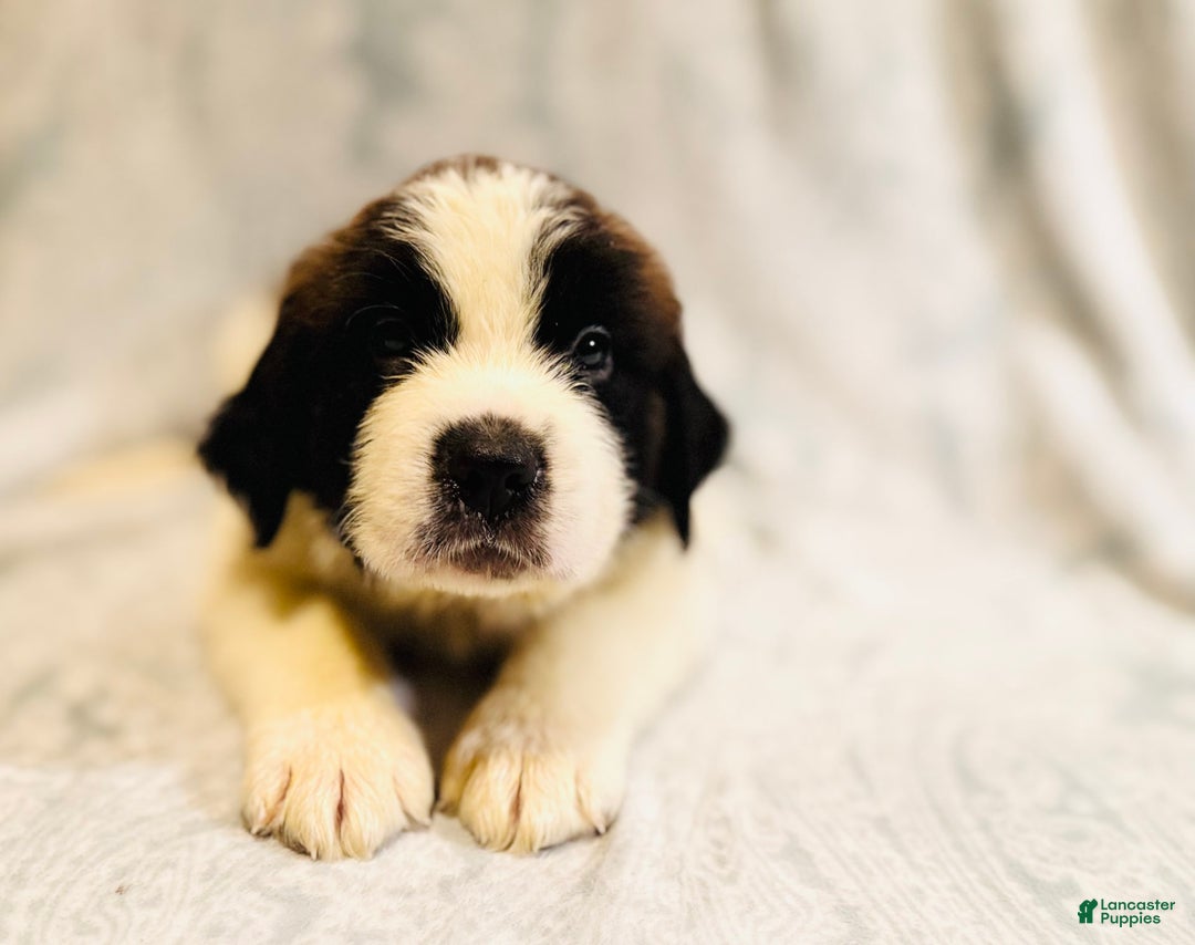Saint Bernard dogs for sale: 14 Saints Available - Image 18