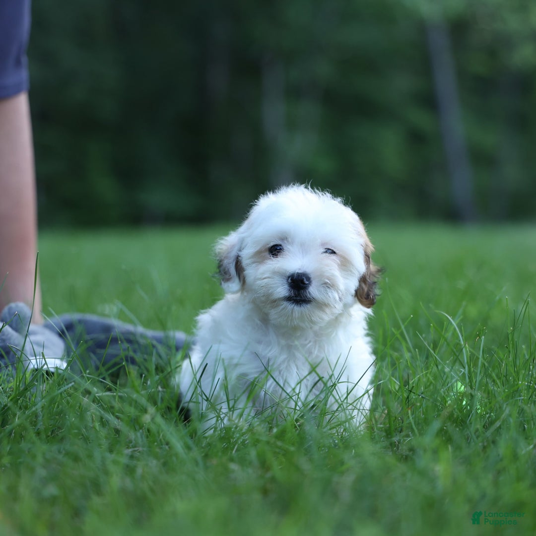 Shihpoo dogs for sale: Sophie - Image 20