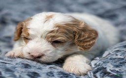 Standard Poodle dogs for sale: Rainay - Image 1