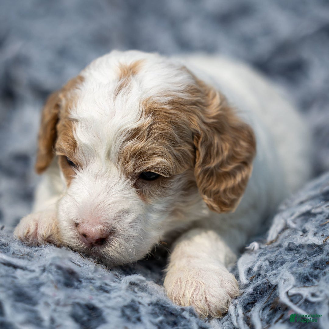 Standard Poodle dogs for sale: Rainay - Image 1