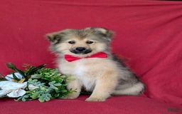 Pomeranian dogs for sale: Ellison - Image 3