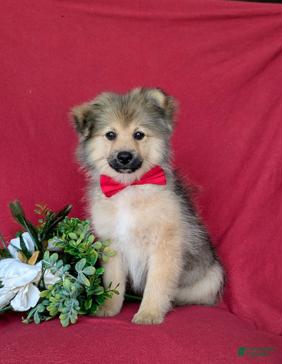 Pomeranian dogs for sale: Ellison - Image 3