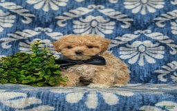 Maltipoo dogs for sale: Eghan Toy Size - Image 13