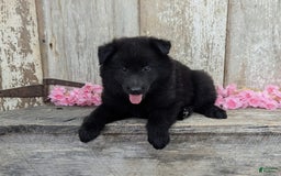 categoriesInfo:categoryAttributeOptions.pets.dogs.breed.belgianGroenendael dogs for sale: Ivy - Image 5