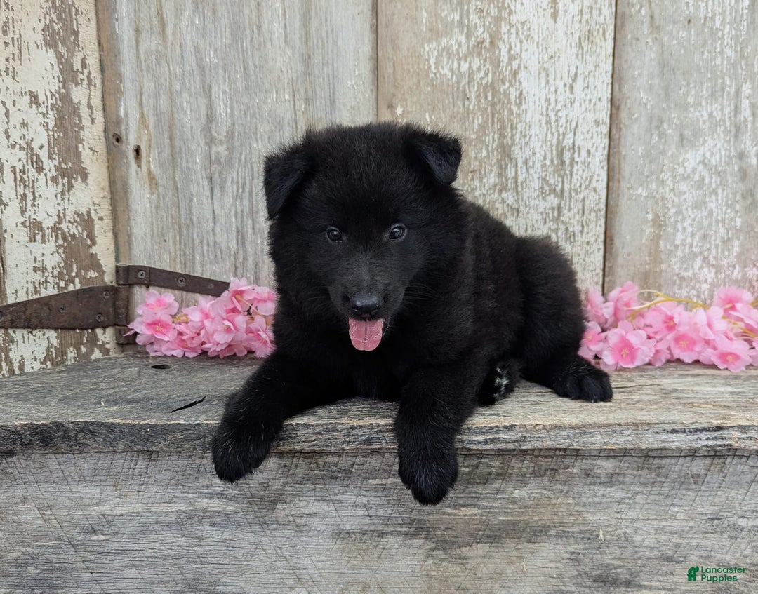 categoriesInfo:categoryAttributeOptions.pets.dogs.breed.belgianGroenendael dogs for sale: Ivy - Image 5