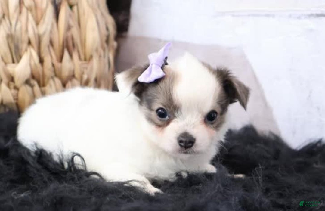 Chihuahua dogs for sale: Charo Teacup - Image 2