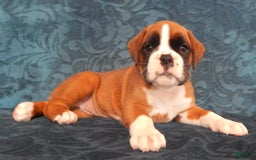Boxer dogs for sale: Cindy - Image 7