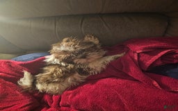 Shih Tzu dogs for sale: Not Named - Image 8