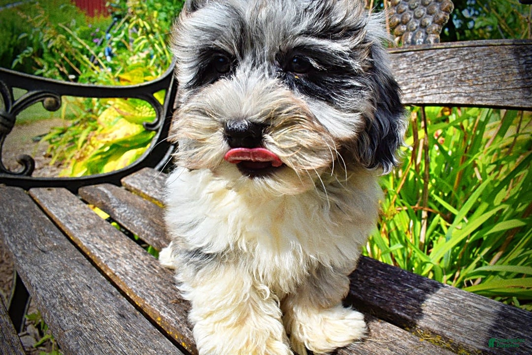 Havapoo dogs for sale: Elvis - Image 1
