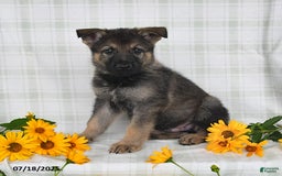 German Shepherd dogs for sale: Kipper - Image 2