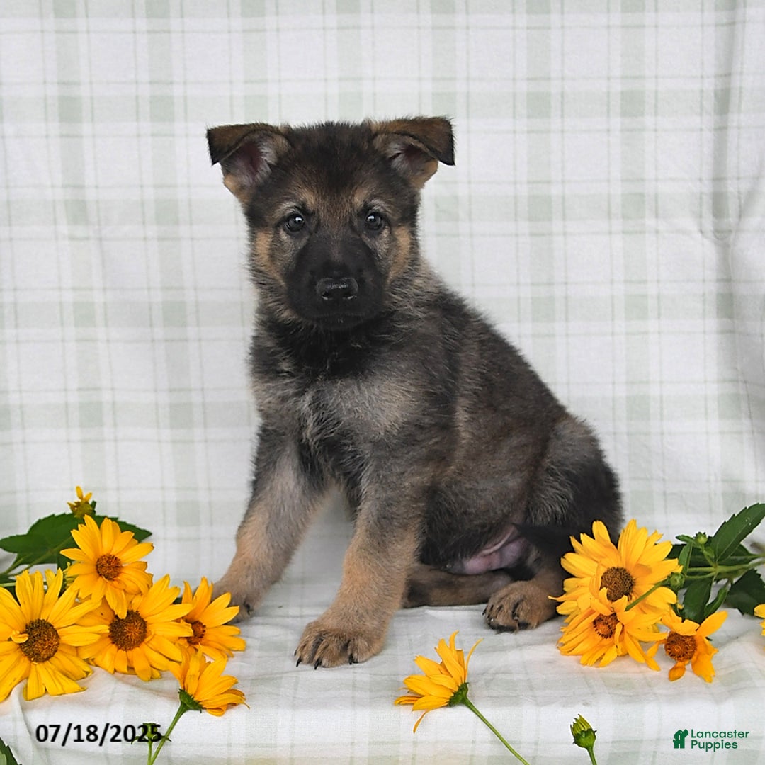 German Shepherd dogs for sale: Kipper - Image 2