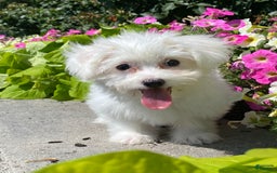 Coton De Tulear dogs for sale: Coco - Image 4