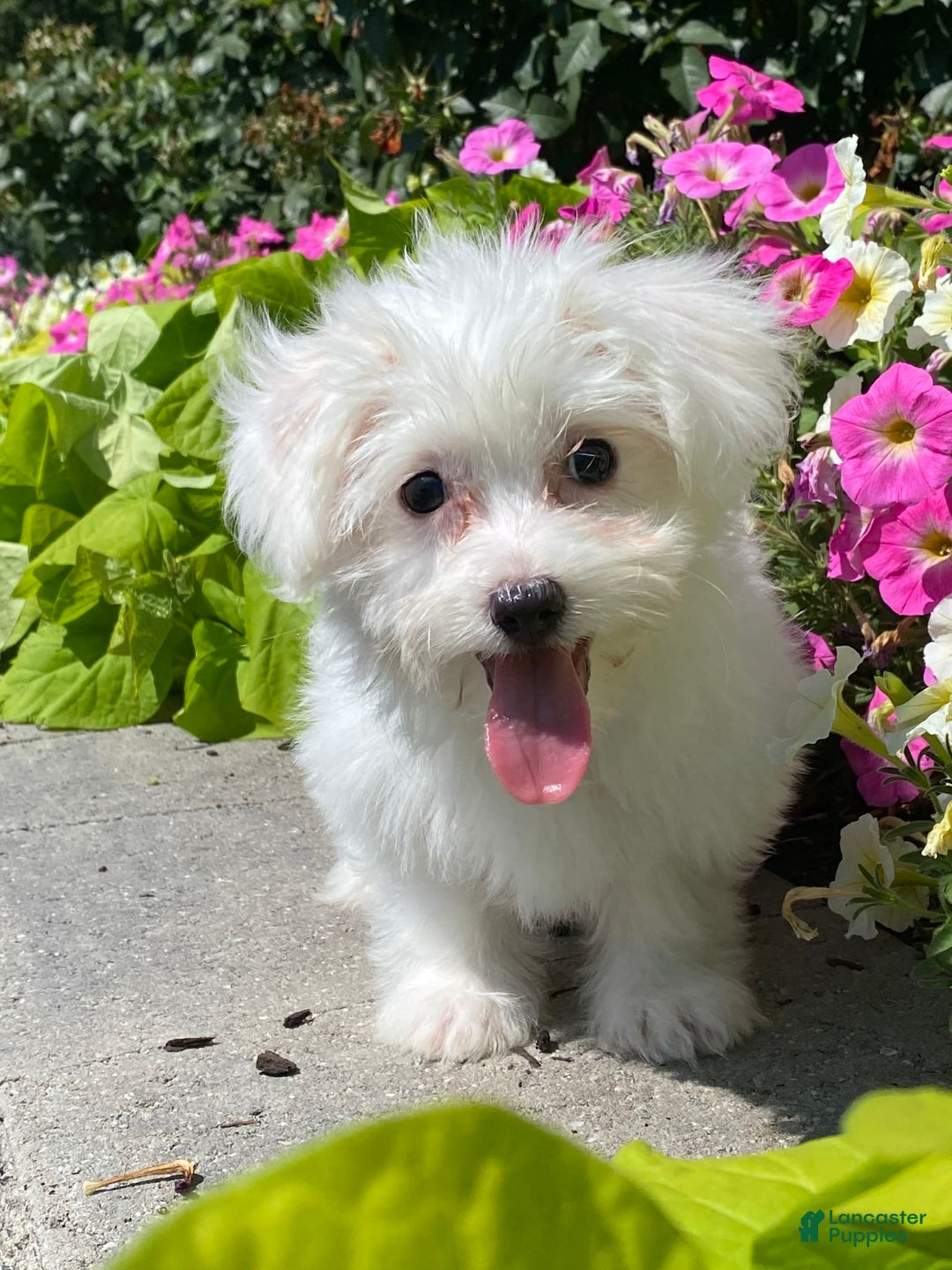Coton De Tulear dogs for sale: Coco - Image 4